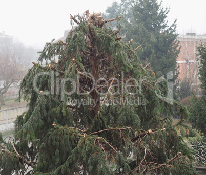 pruned fir tree