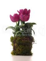 Pink tulips with moss