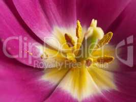 Macro of a pink tulip