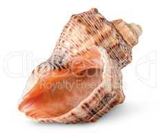 Seashell rapana vertically rotated