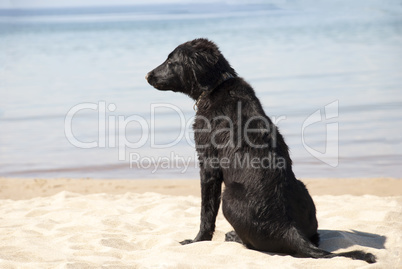 Dog At Sandy Beach, Copy Space