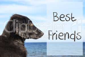 Dog At Ocean, Text Best Friends