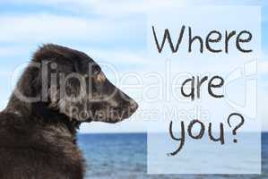 Dog At Ocean, Text Where Are You