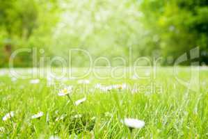 Sunny Spring Grass Meadow With Daisy Flowers