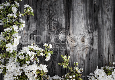 Cherry branches with white flowering flowers