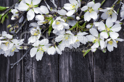 branch of almonds with white blossoming flowers on a brown backg