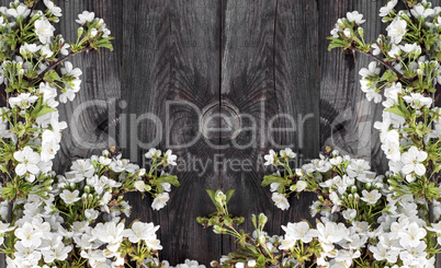 Cherry branches with white  flowers