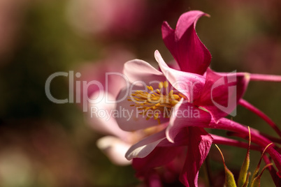 Pink Aquilegia flowers called Columbine