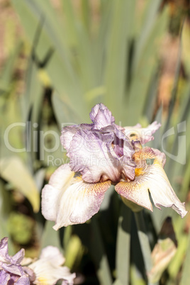 Purple and white bearded iris