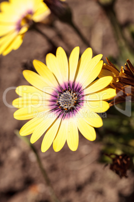 Yellow petals on a blue-eyed beauty daisy