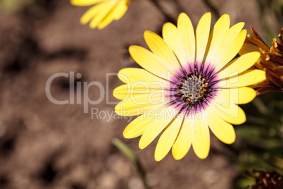 Yellow petals on a blue-eyed beauty daisy