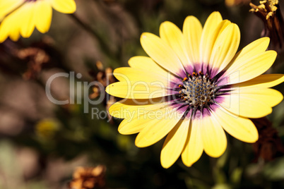 Yellow petals on a blue-eyed beauty daisy