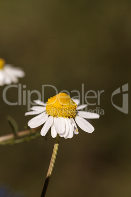 Chamomile flower herb called Matricaria recutita