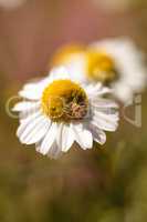 Chamomile flower herb called Matricaria recutita