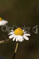 Chamomile flower herb called Matricaria recutita