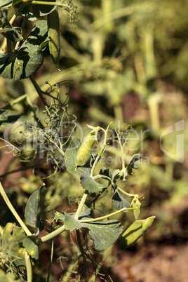 Green feisty peas called Pisum sativum