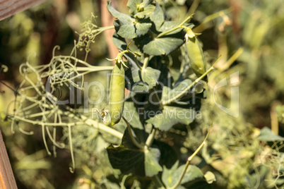 Green feisty peas called Pisum sativum
