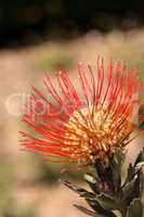 Goldfinger pincushion protea flower