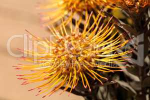 Goldfinger pincushion protea flower
