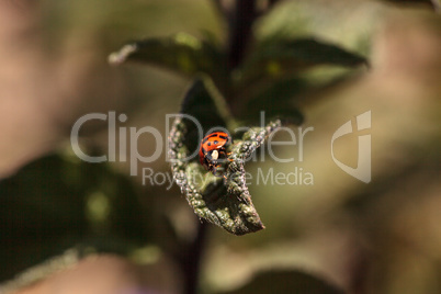 Ladybug Coccinella septempunctata