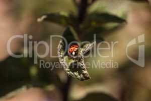 Ladybug Coccinella septempunctata