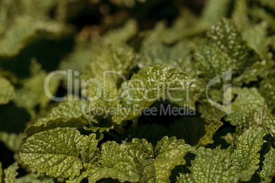 Lemon verbena herb called Aloysia triphylla