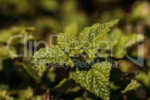 Lemon verbena herb called Aloysia triphylla