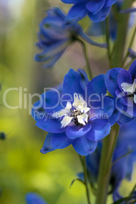 Purple, blue and white larkspur flower