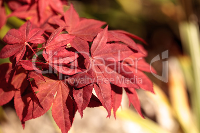 Red and green leaves on a Japanese maple tree