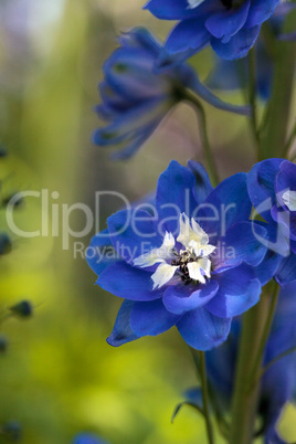 Purple, blue and white larkspur flower