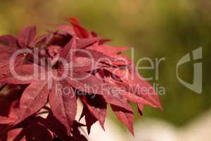 Red and green leaves on a Japanese maple tree