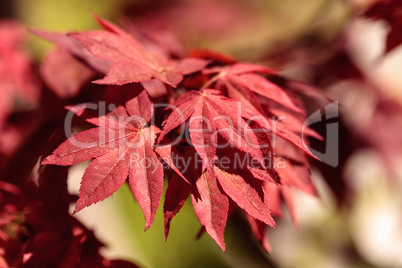 Red and green leaves on a Japanese maple tree