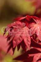 Red and green leaves on a Japanese maple tree