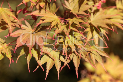 Red and green leaves on a Japanese maple tree