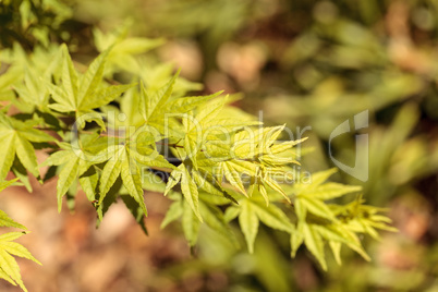 Red and green leaves on a Japanese maple tree