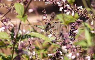 Male Annas Hummingbird, Calypte anna