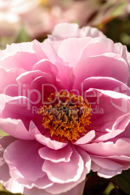 Pink flower on a peony tree called Paeonia suffruticosa