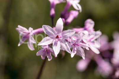 Pink flowers bloom