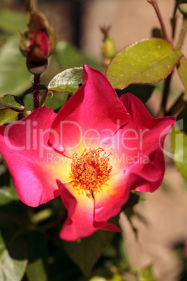 Pink red tea rose blooms