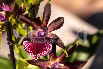 Purple and green orchid, Zygopetalum species