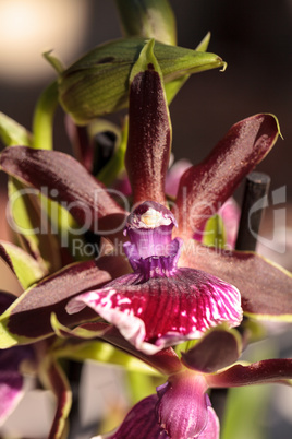 Purple and green orchid, Zygopetalum species