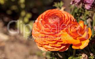 Ranunculus flower premier bi color mix