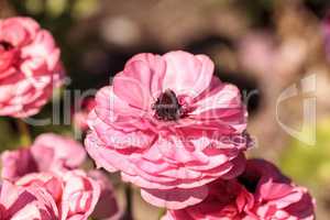 Ranunculus flower premier bi color mix