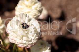 Ranunculus flower premier bi color mix