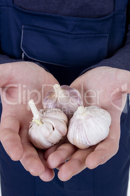 Garlic in hands