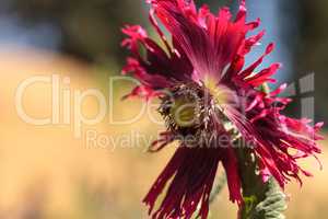 Round pricklyhead poppy called Papaver hybridum