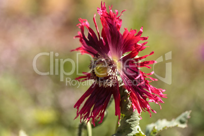 Round pricklyhead poppy called Papaver hybridum