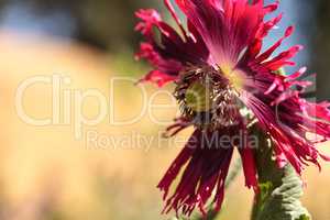 Round pricklyhead poppy called Papaver hybridum