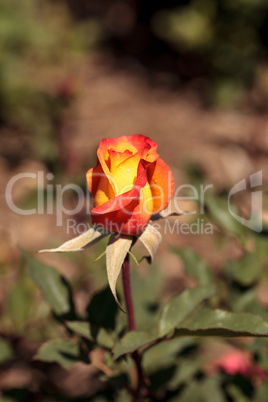 Hybrid yellow and orange tea rose called Rio Samba