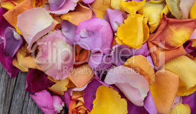 Rose petals in the colors of a sunset